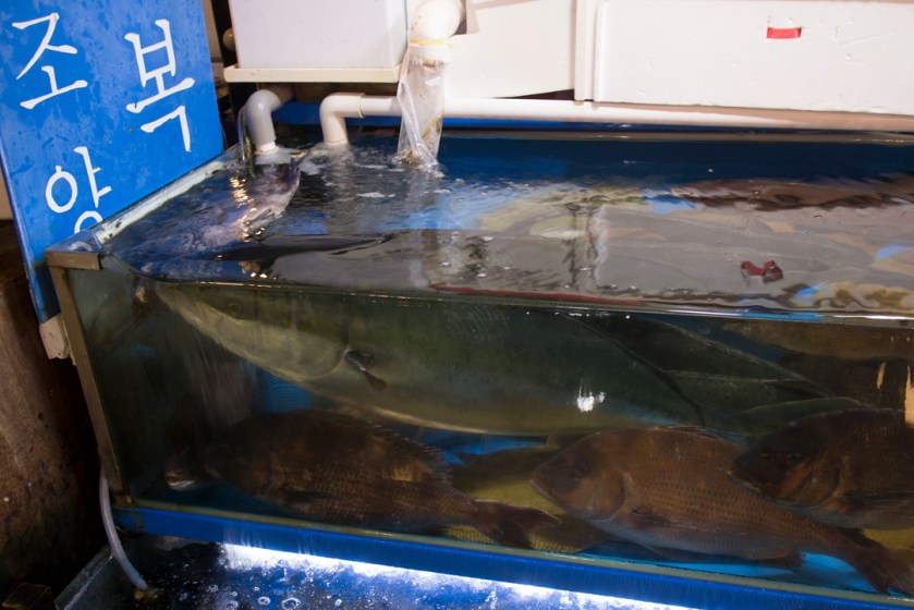 Large Tuna Noryanjin