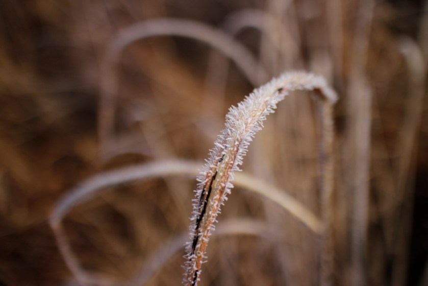 Frost on grass