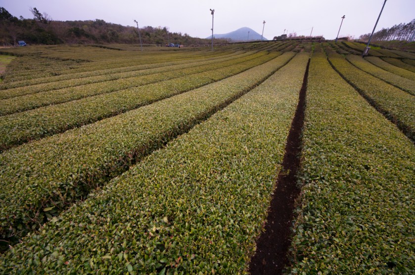O'Sulloc Tea Museum (오설록티뮤지엄)
